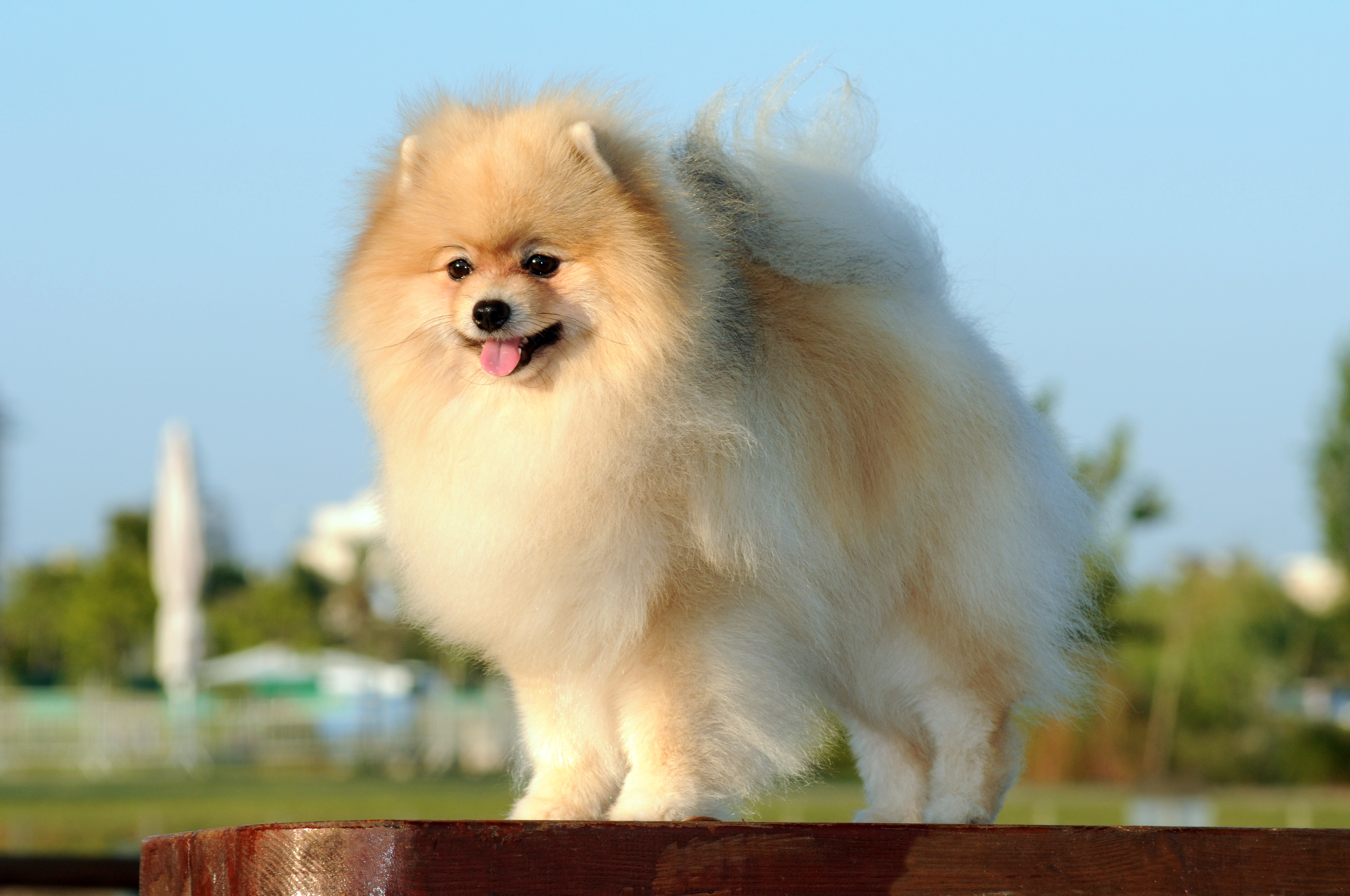 German Spitz