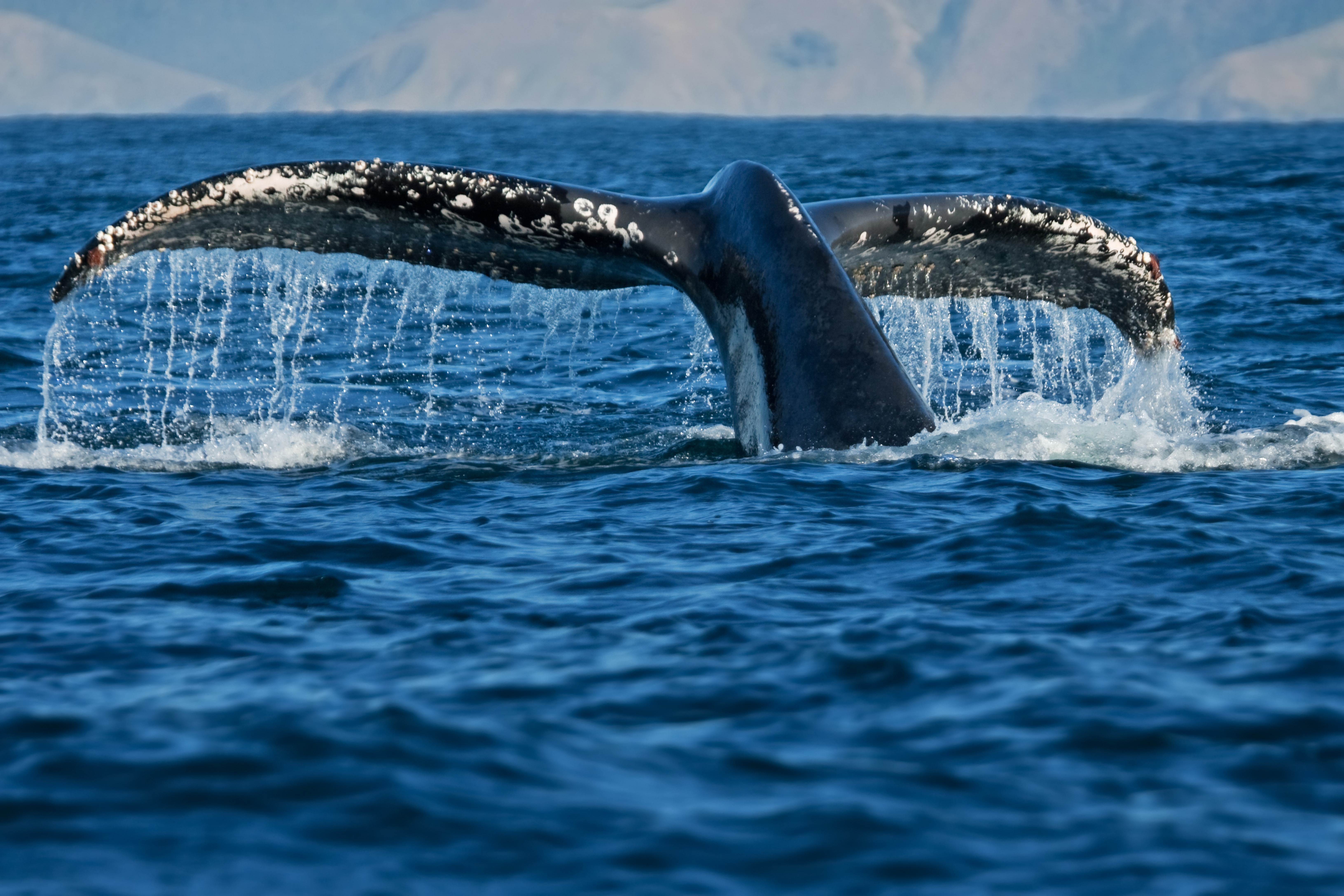 Whale Tail Booty