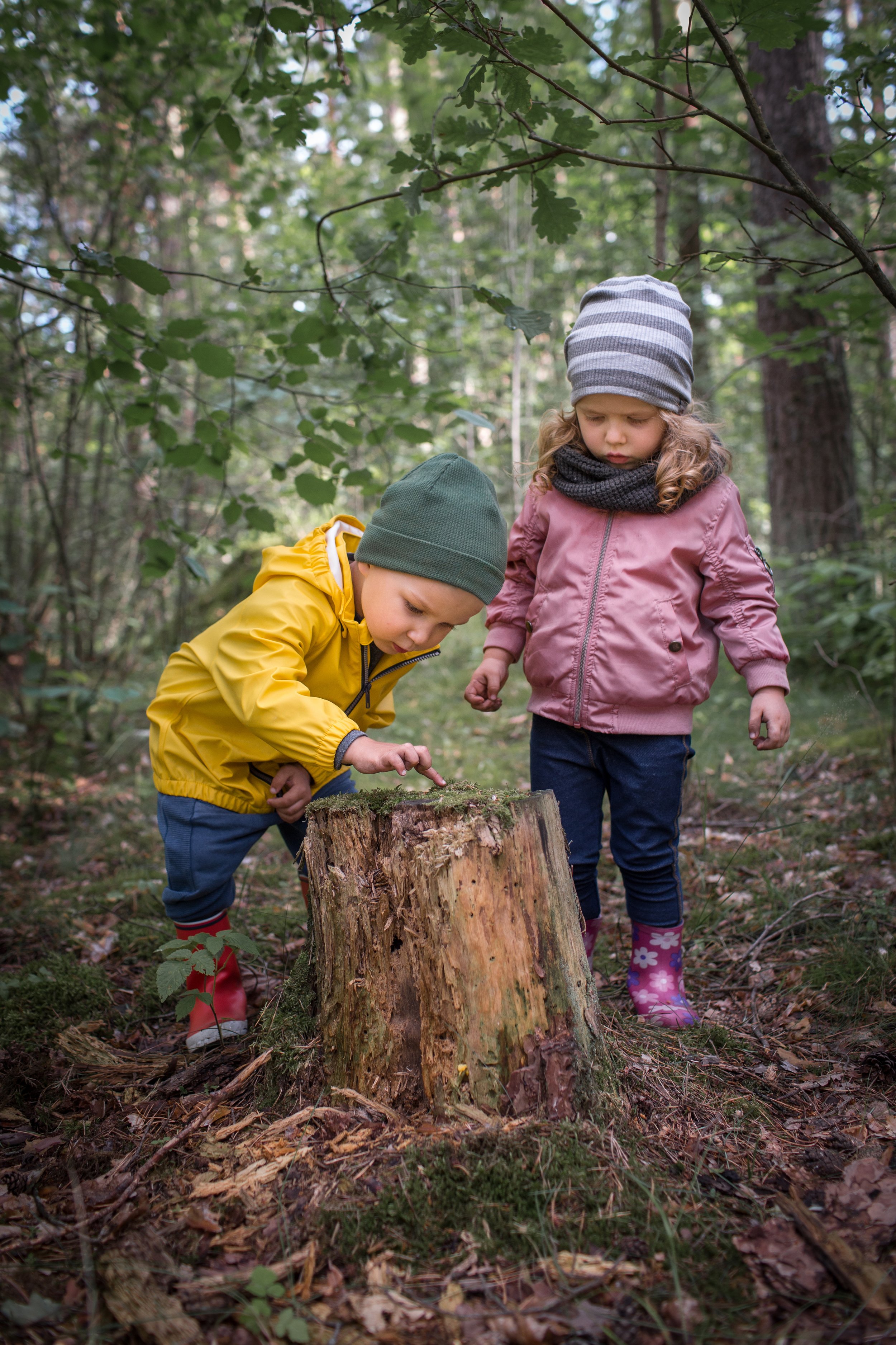 Stock photo 1515716657 - Two preschool children exploring forest, in ...